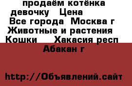 продаём котёнка девочку › Цена ­ 6 500 - Все города, Москва г. Животные и растения » Кошки   . Хакасия респ.,Абакан г.